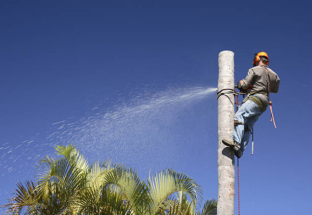 How Our Tree Care Process Works  in  Vernonia, OR