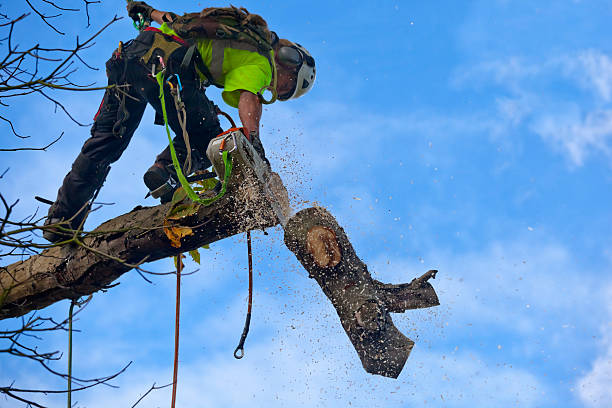 Best Tree Removal Service  in Vernonia, OR